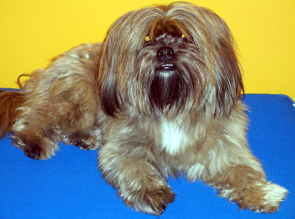 Rio - the Day Trading Tutor Dog