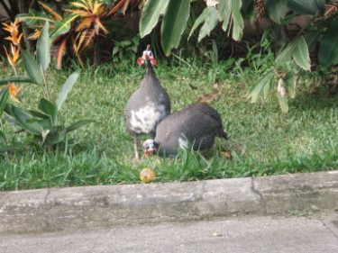 View of hotel yard with wildlife. It was a nice to sight see and relax before the surgery.